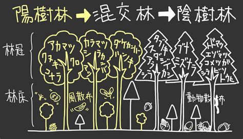 陽樹林 陰樹林|生物基礎：遷移の分類、一次遷移(裸地～陰樹林)の過程 